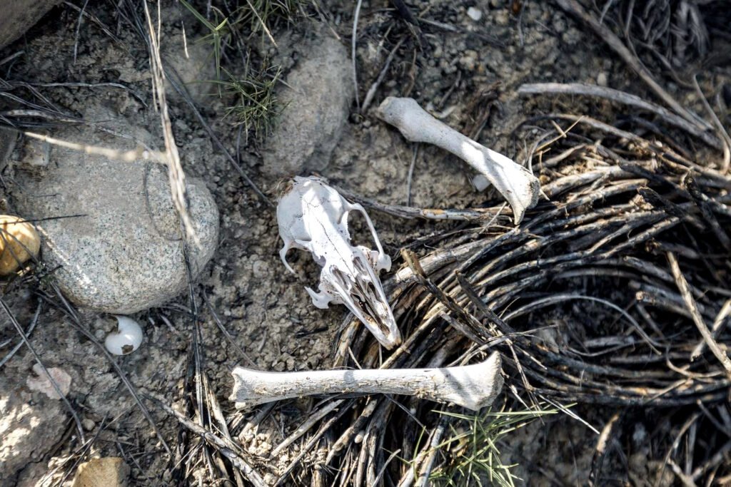 Restos animales en Palomares, localidad almeriense en la que cayó armamento nuclear en el año 1966.