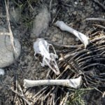 Restos animales en Palomares, localidad almeriense en la que cayó armamento nuclear en el año 1966.