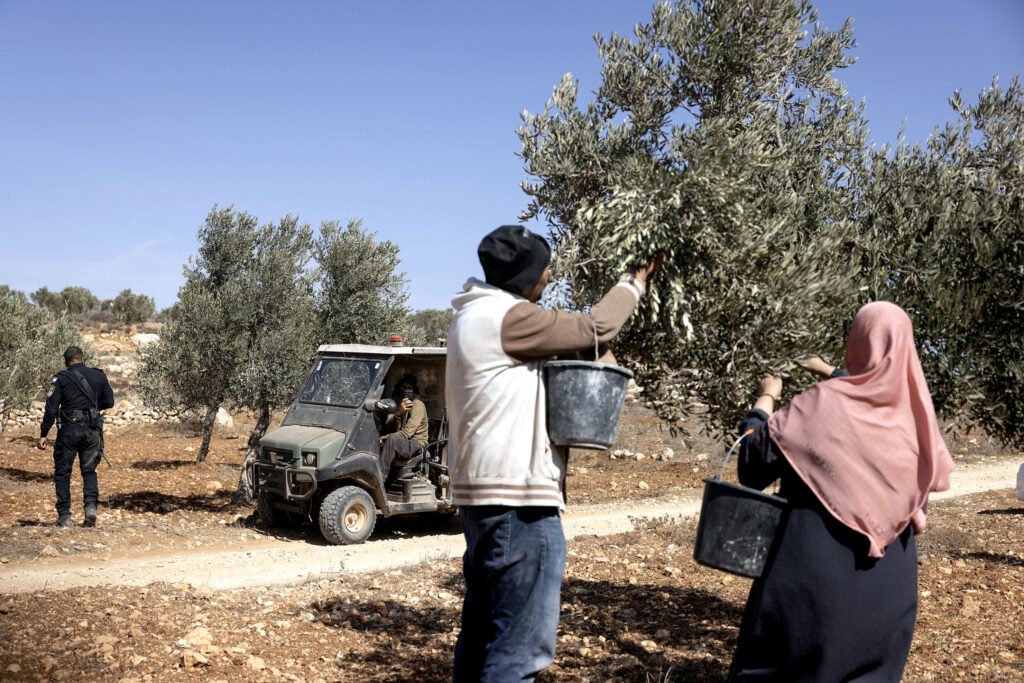 Un colono filma a palestinos cosechando aceitunas un día después de un violento ataque perpetrado por colonos en Turmus Ayya, mientras un policía israelí pasa caminando.