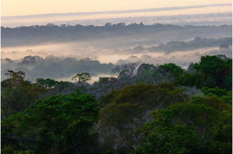 La selva amazónica se convirtió en fuente de carbono durante la sequía extrema de 2023.