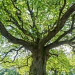 Majestuoso roble viejo.