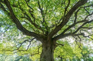 Majestuoso roble viejo.