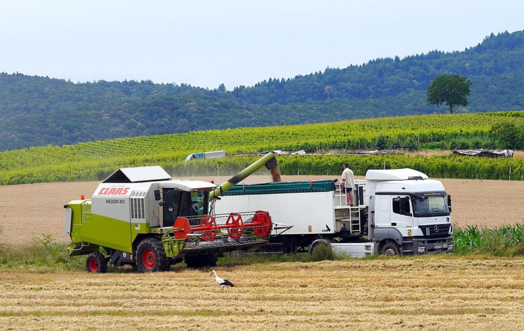 Máquina agrícola cosechando cereal.