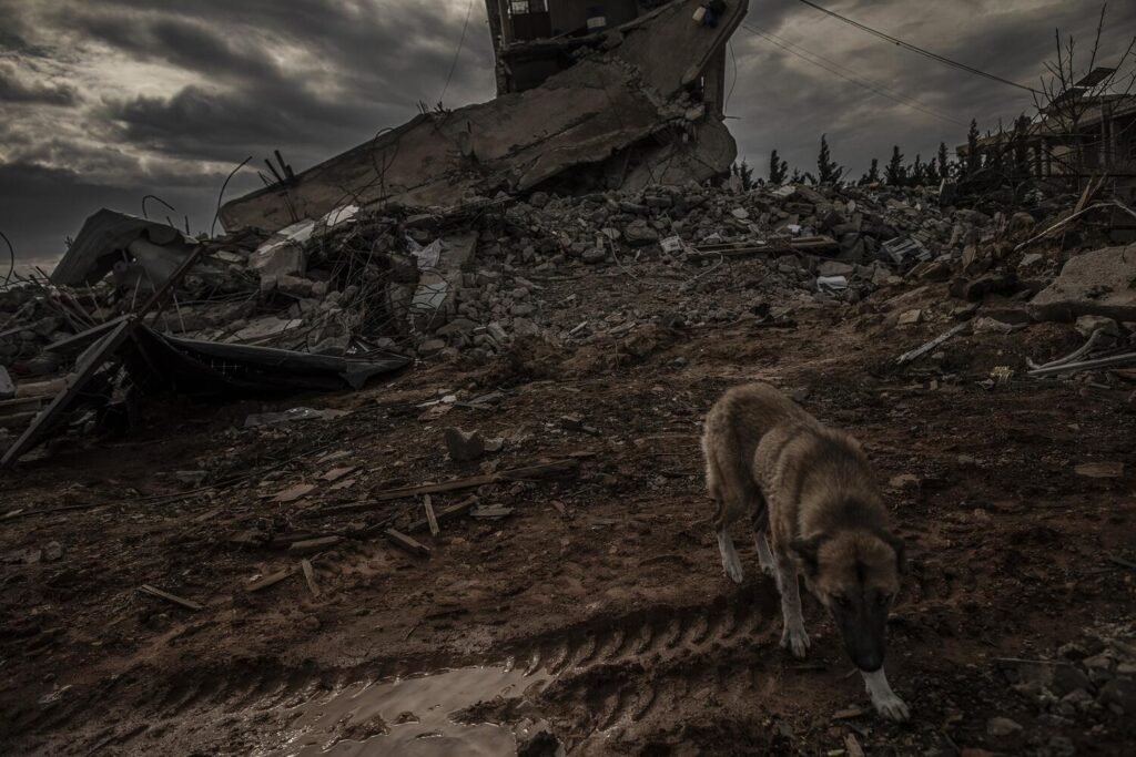 Un perro entre los escombros de una vivienda en Baalbek tras un bombardeo israelí que acabó con la vida de toda la familia que residía en ella, mientras celebraban el iftar.