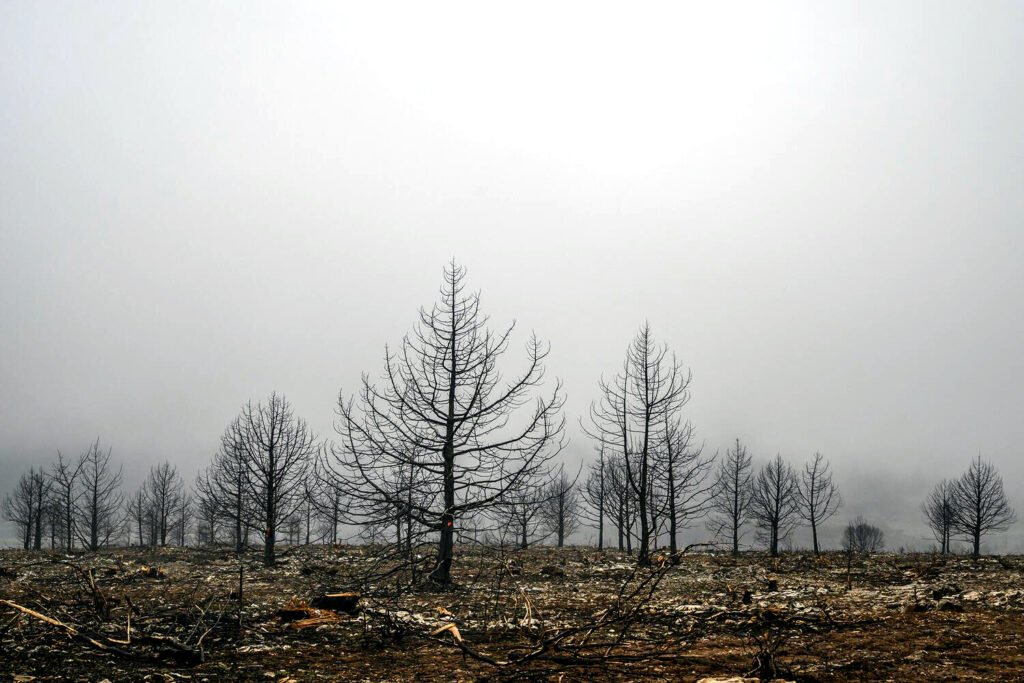 Los incendios de agosto de 2025 calcinaron más de 100.000 hectáreas solo en la provincia de León.