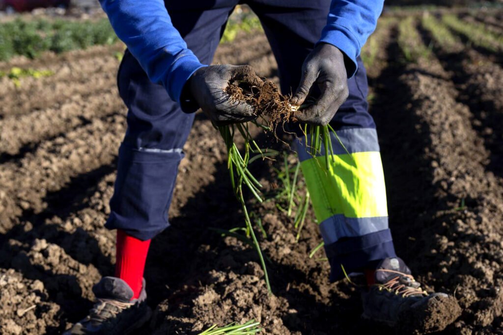 Migrante trabajando el campo en València.