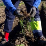 Migrante trabajando el campo en València.