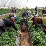 Trabajadores autóctonos frente a extranjeras.