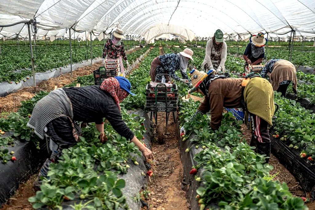 Trabajadores autóctonos frente a extranjeras.