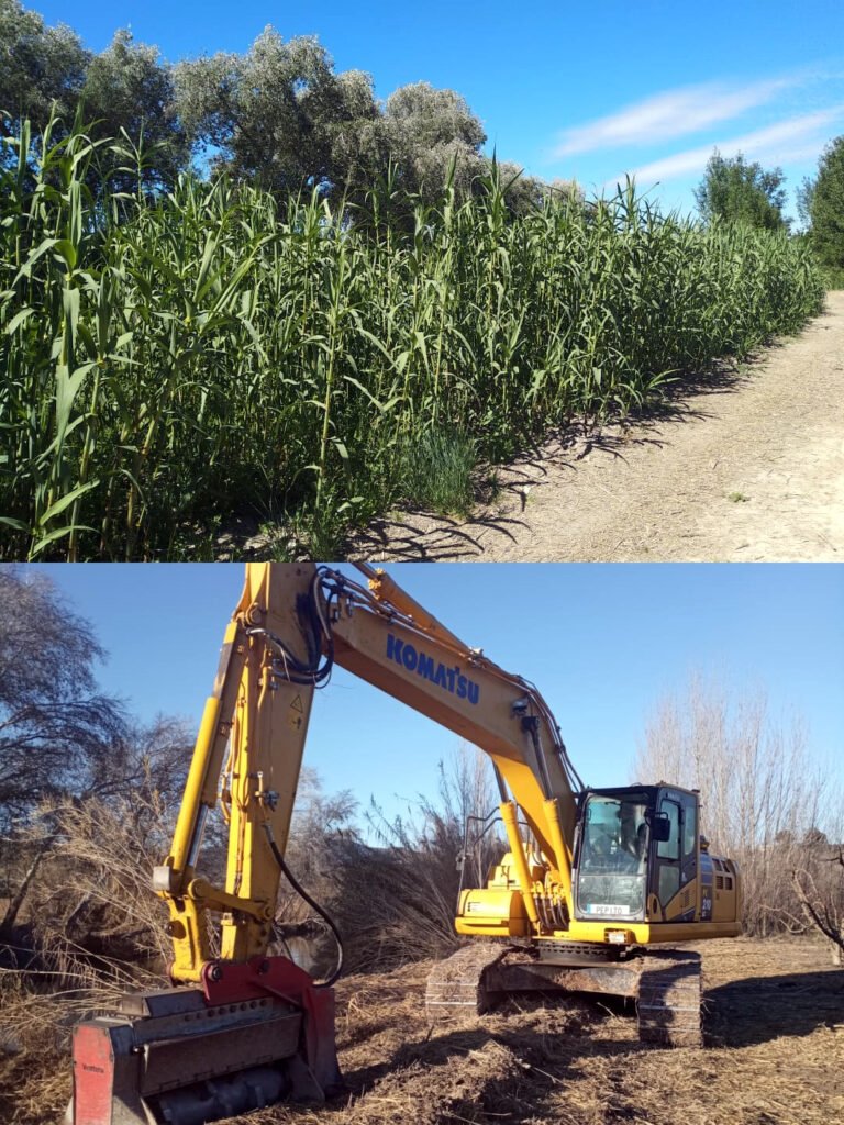 Eliminación de vegetación riparia a matarrasa y resurgimiento posterior de la caña en el río Segura, aguas arriba de Cieza.