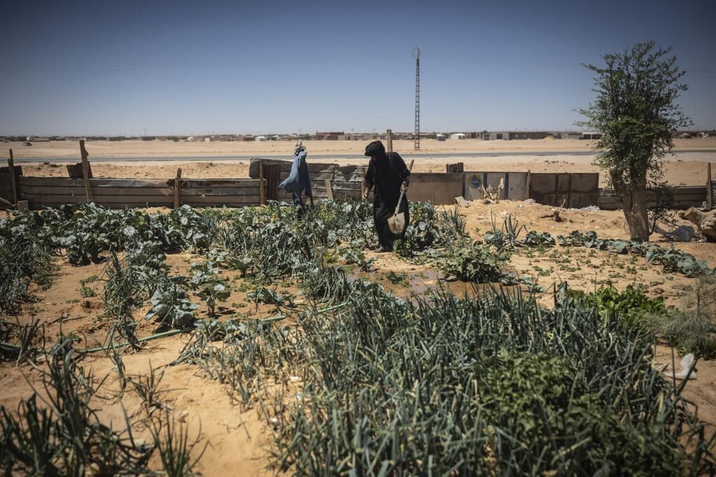 idahmed, de 84 años, cultiva un pequeño huerto en pleno desierto aprovechando el agua sobrante en un punto de abastecimiento del campamento de Auserd. Llegó a esta wilaya en los años 80 procedente de la ciudad de El Aaiún. Su pequeña plantación le proporciona verduras de temporada frescas como cebolla, brócoli o hierbabuena. “A veces regalo verdura y a veces vendo un poco. No siempre hay agua y a veces la cosecha se pierde”, explica. Jairo Vargas.