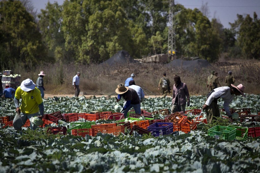 Trabajadores migrantes laboran en un campo cerca de la frontera entre Israel y Gaza.
