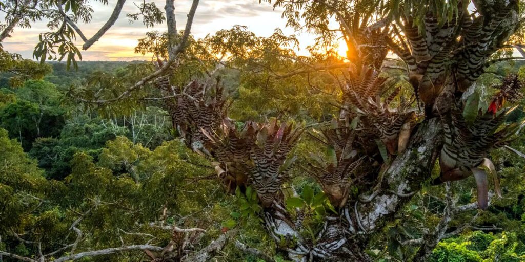Amazonía en crisis: la pérdida de bosques amenaza a la región y al planeta.