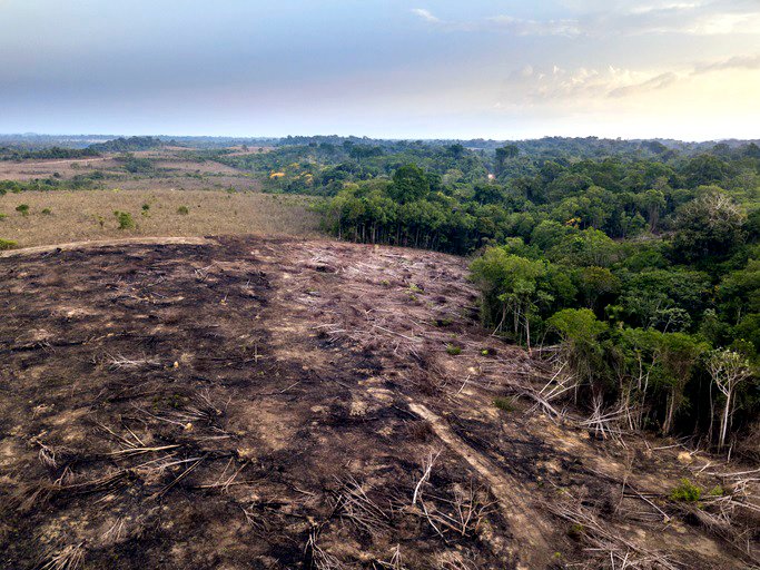 En 2021 se registró tala en 12.000 kilómetros del gran bosque tropical..