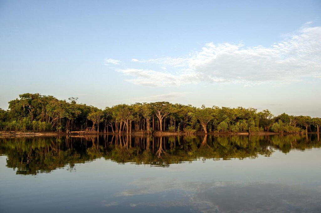 La región amazónica ya ha perdido un 18% de su cobertura vegetal, según datos de la Comisión Económica para América Latina y el Caribe.