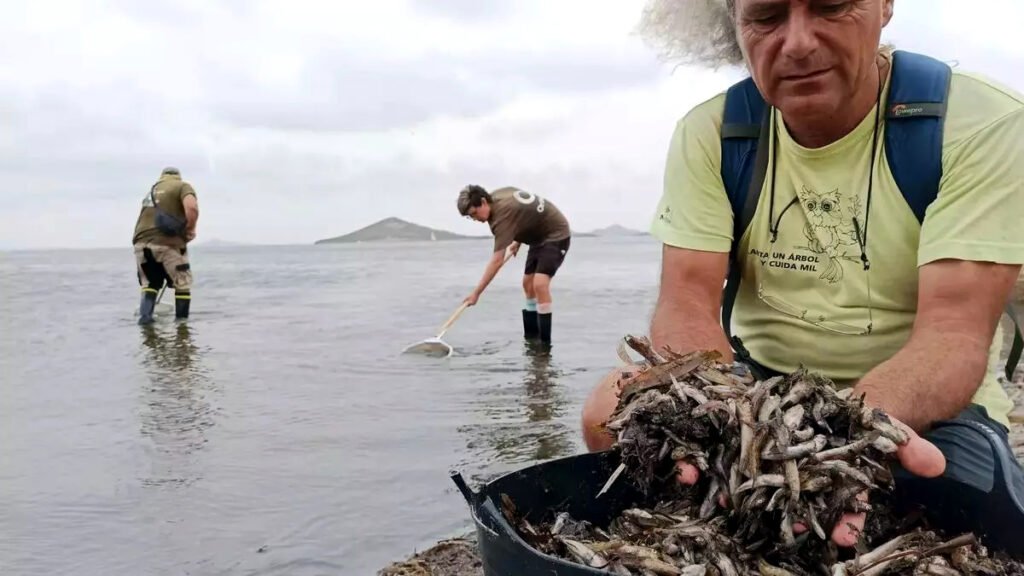 Recogida de peces muertos en el Mar Menor.