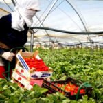 Una mujer recoge fresas en un invernadero de Huelva.