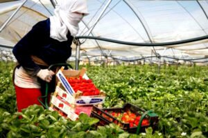 Una mujer recoge fresas en un invernadero de Huelva.
