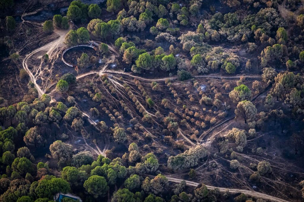 Desde Greenpeace España se propone dejar de usar los incendios forestales como arma política y, en su lugar, crear un gran acuerdo político y social. Este pacto debe incluir propuestas de la sociedad civil, reformas y presupuestos concretos para frenar el aumento de estos desastres devastadores. Pedro Armestre.