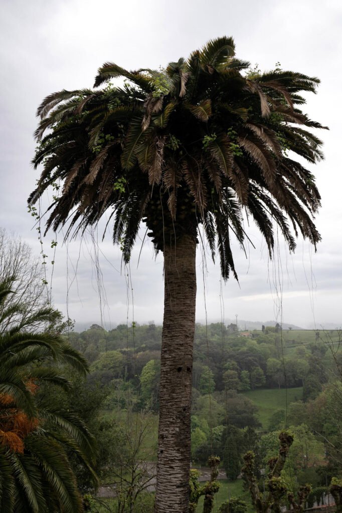 Ejemplar de palmera indiana, una especie exótica que coronaba los jardines de las casonas y palacios indianos. Judith Prat.