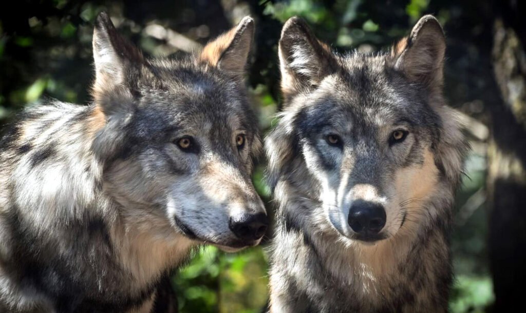 Dos lobos.