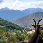 Las cabras de la Quesería de Gavàs (Pallars Sobirà).