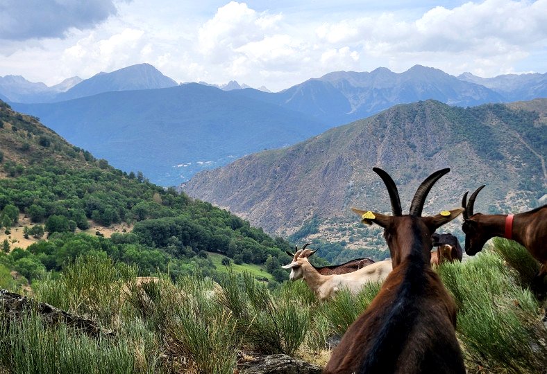 Las cabras de la Quesería de Gavàs (Pallars Sobirà).