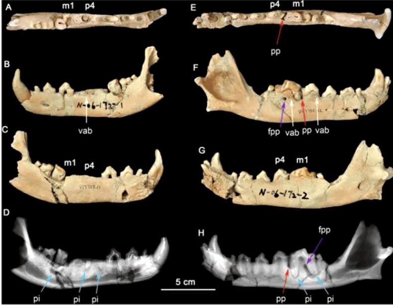 Lesiones curadas en mandíbulas de un lobo ancestral.