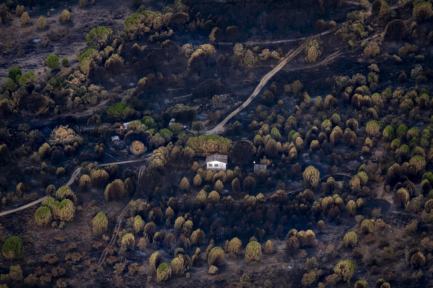 Negro sobre gris: las fotos inéditas que revelan la histórica destrucción de los incendios de 2026