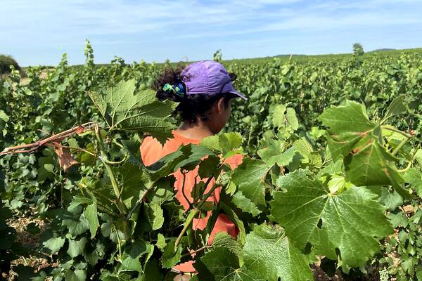 Trabajar bajo el sol: cómo el calor extremo está cambiando el campo