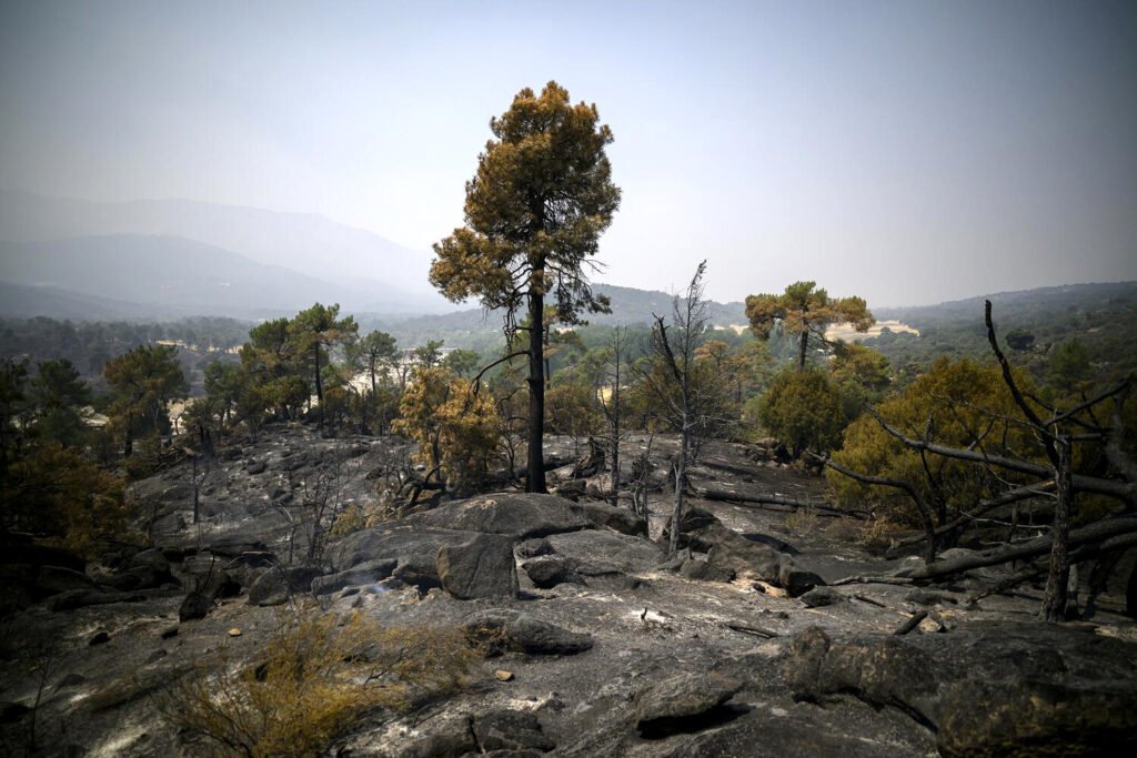 Un árbol en medio de un terreno calcinado tras el incendio de Navaluenga, Ávila. Álvaro Minguito.