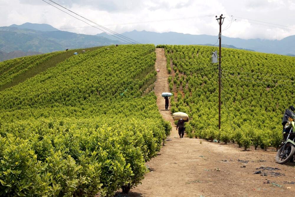 Grandes extensiones de cultivo de coca son cultivadas en el municipio de Buenos Aires (Cauca).