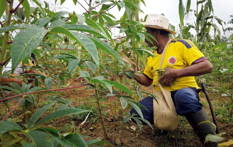 La Asociación de Campesinos de La Pedregosa le apuesta a seguir sembrando comida para hacerle frente al avance de los cultivos de coca.