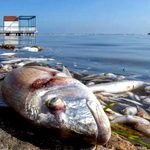 Masacre en el Mar Menor (Fundación Aquae).