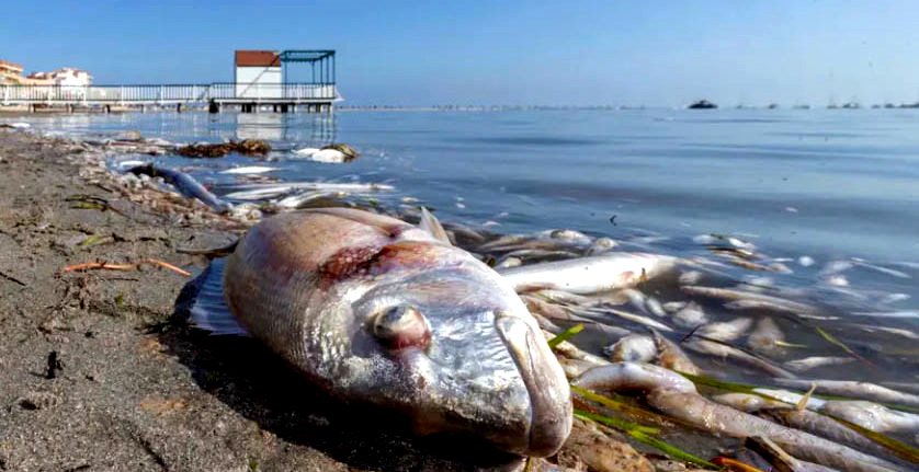 Masacre en el Mar Menor (Fundación Aquae).